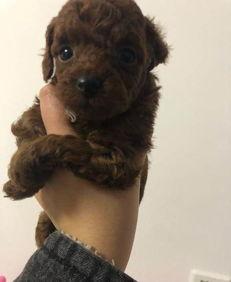 天门泰迪爆料视频大全下载,揭秘幕后真相 第1张 天门泰迪爆料视频大全下载,揭秘幕后真相 第1张